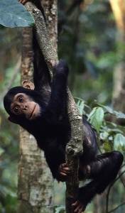 Baby monkey swinging on tree in Gombe