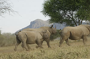 Rhinos in Mkomazi
