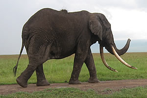 Elephant in Ngorongoro Crater