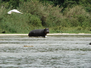 Hippo on shore in Sa Nane