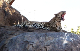 Leopards in Serengti