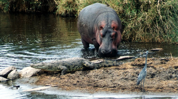 Hippo and Crocodile by the Water
