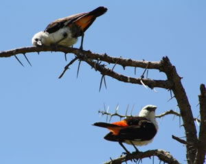 Birds on a Branch