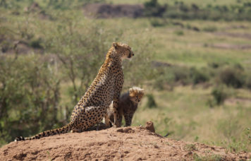 Cheetah Masai Mara
