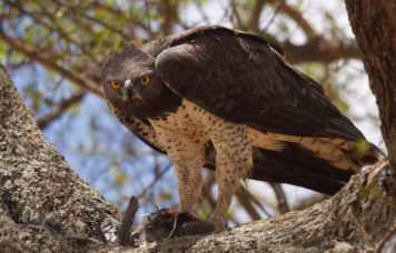 Bird Watching Safari Eagle