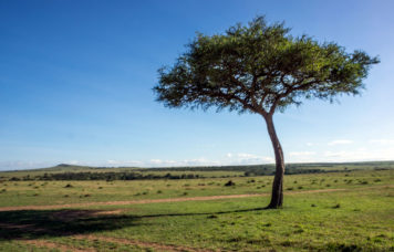 Masai Mara Tree