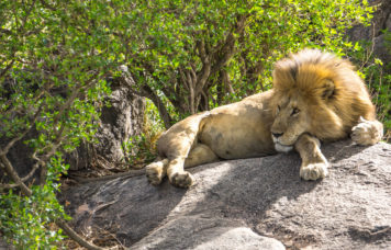 Lion on Rock Serengeti National Park