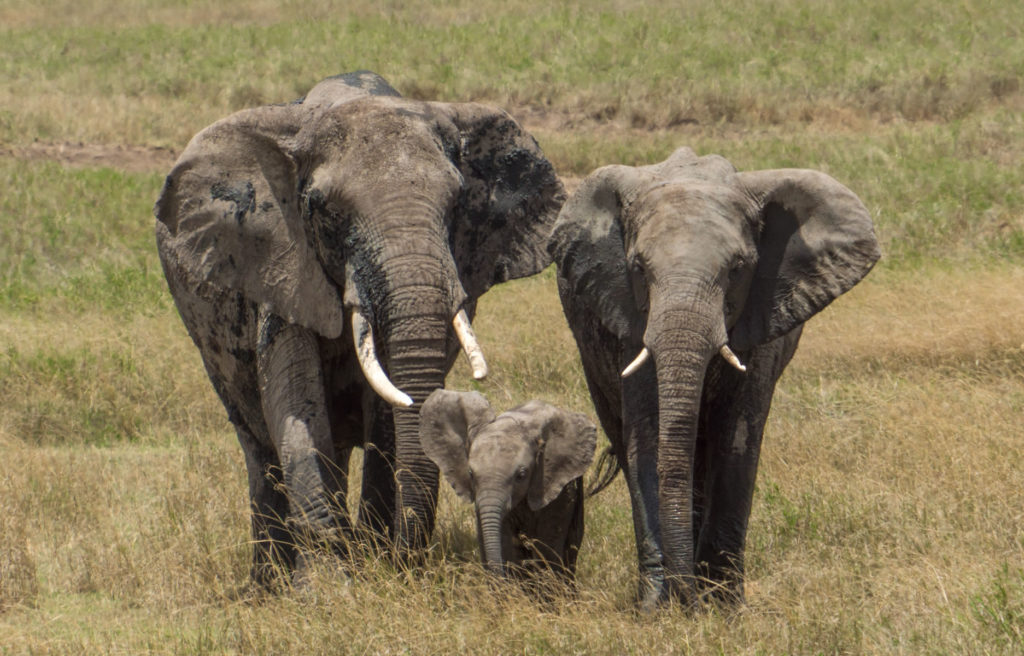 Elephants Safari Viewing