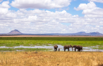 Elephants at Tarangire National Park