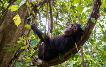 Chimpanzee in Tree