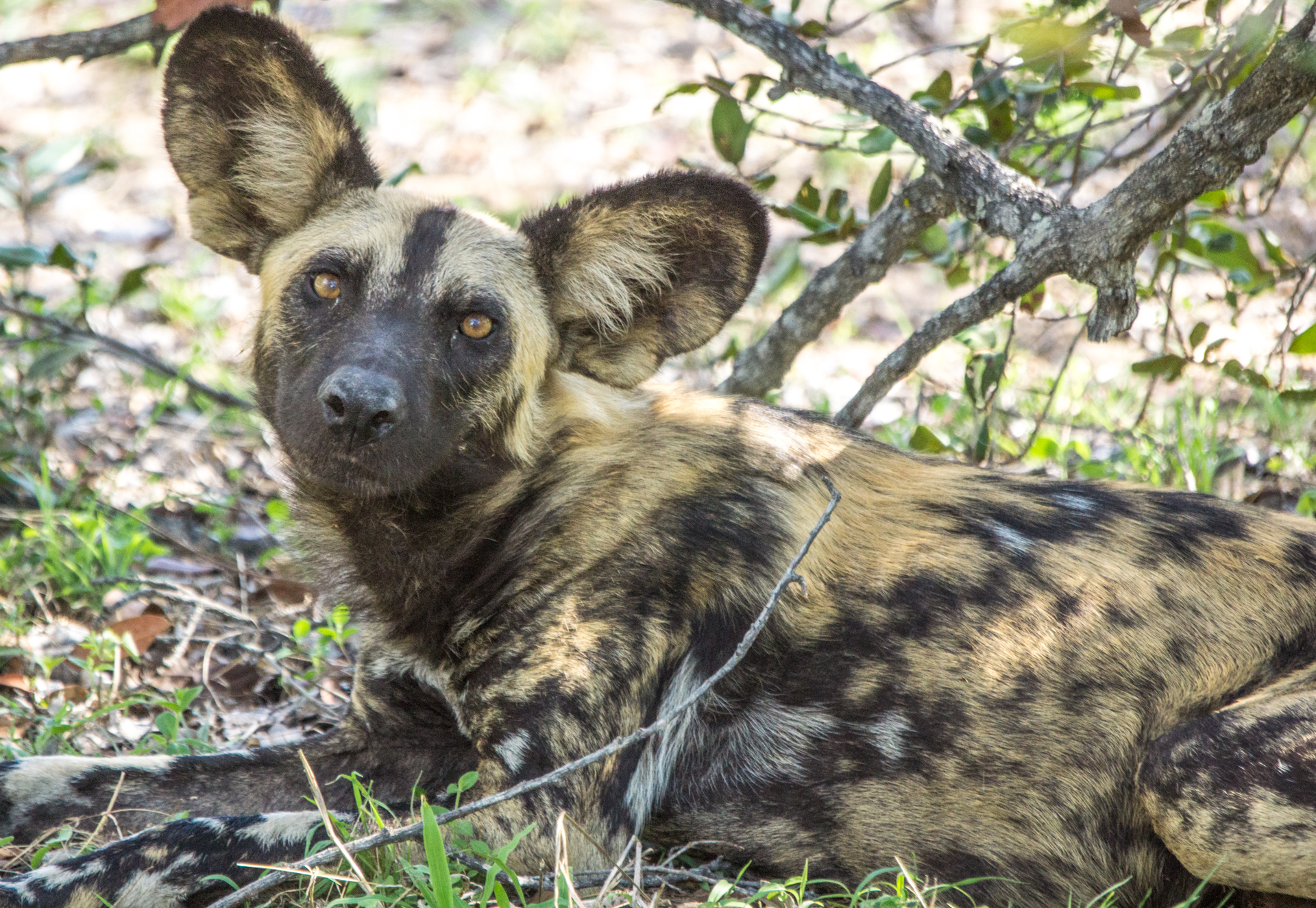 RA Safaris - Selous Painted Dog 3