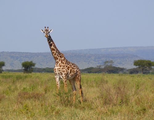 Home Page Photo Giraffe-min Home Page Photo Giraffe-min