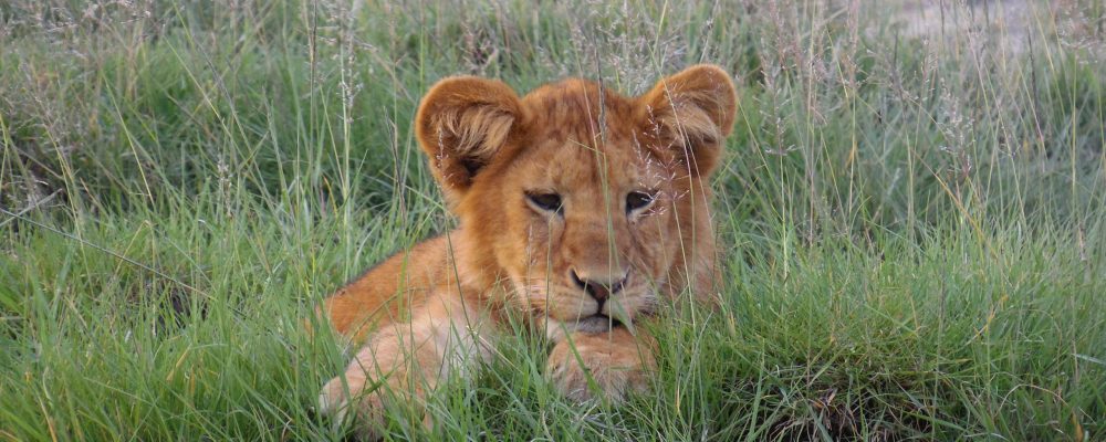 Home Page Photo LionCub-min Home Page Photo LionCub-min