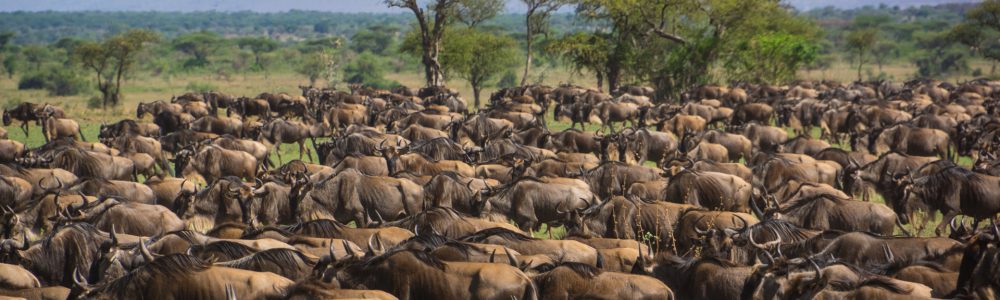 RA Safaris – Serengeti Migration RA Safaris - Serengeti Migration