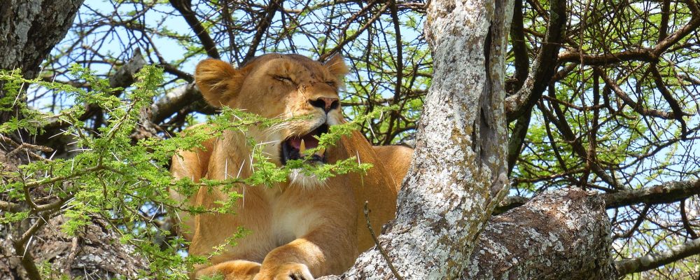 TreeClimbingLion8(1) TreeClimbingLion8(1)
