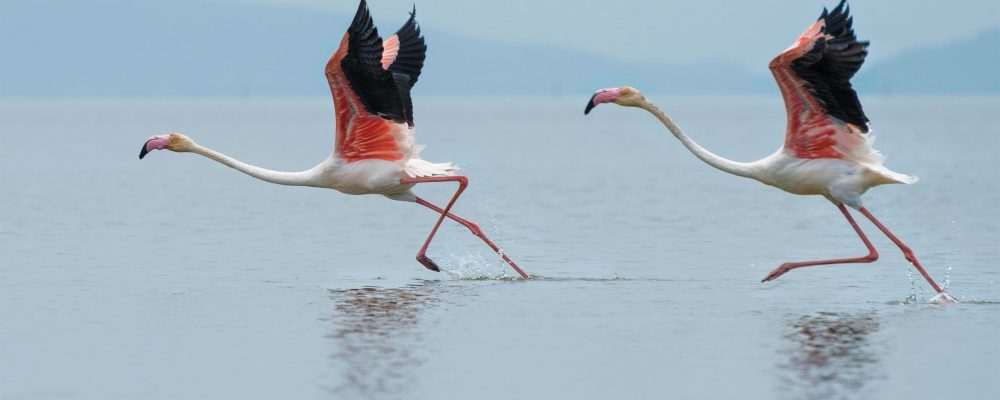 dattatreya-patra-RoghbRtRG28-unsplash dattatreya-patra-RoghbRtRG28-unsplash
